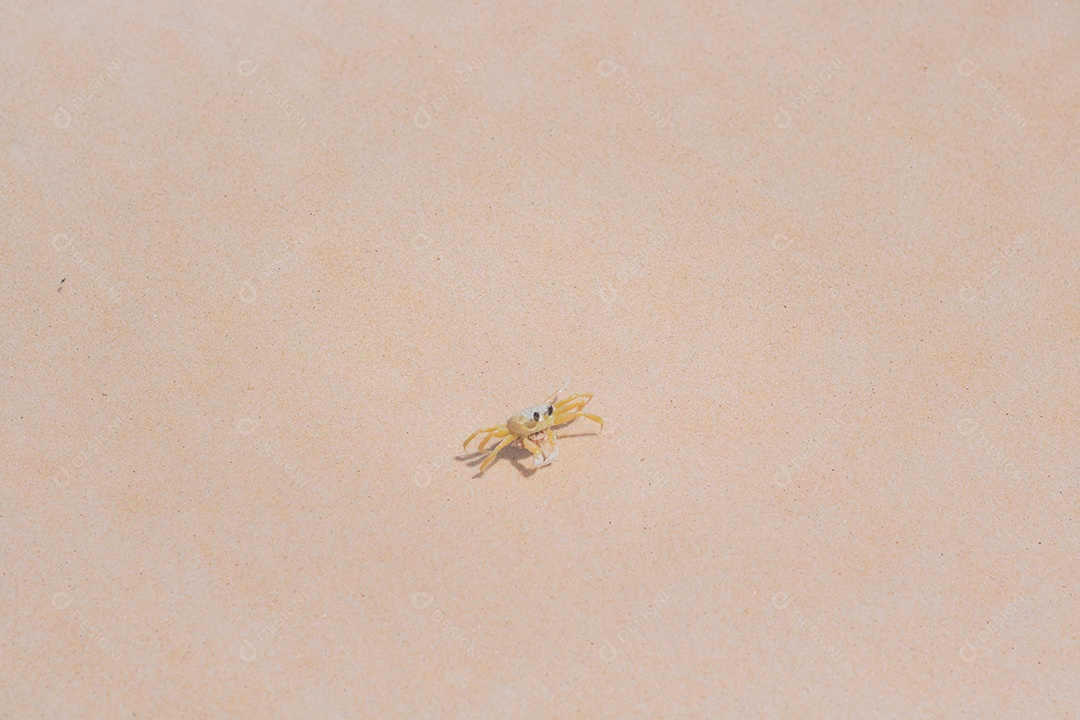 Aranha corredora noturna sobre uma praia com ondas calmas