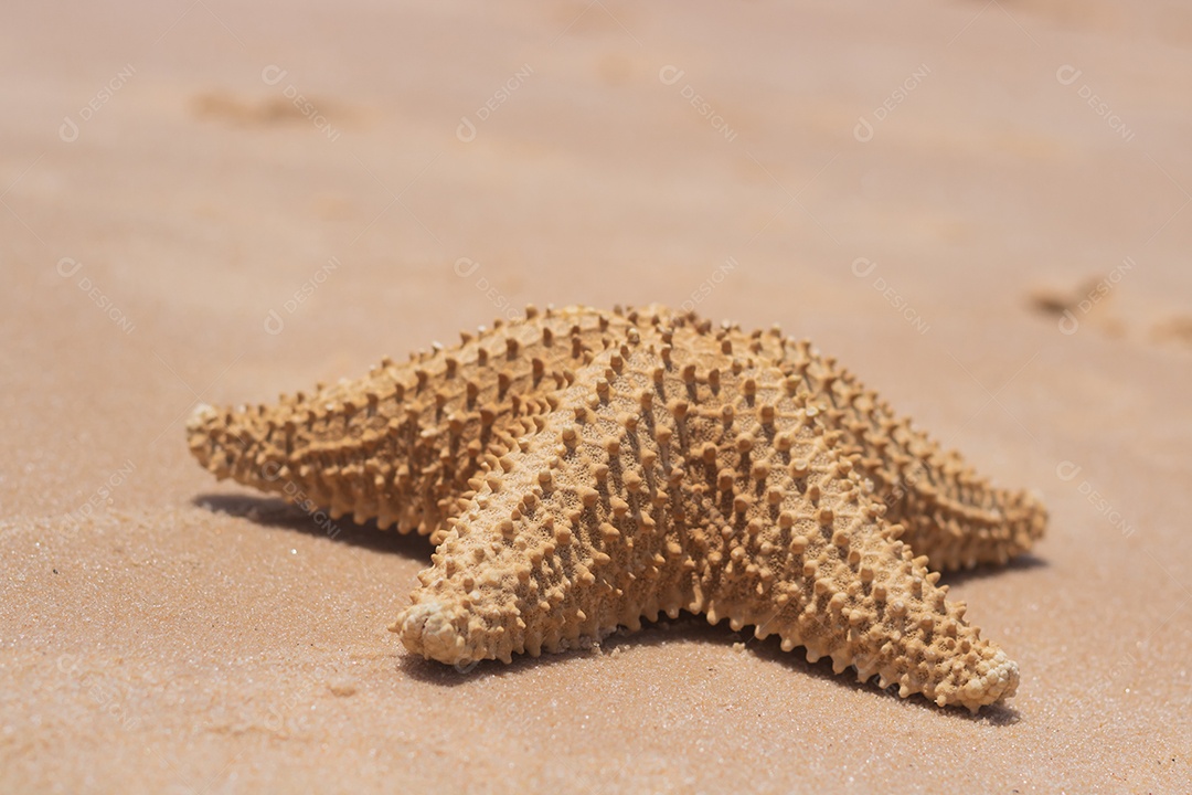 Estrela do mar sobre uma praia