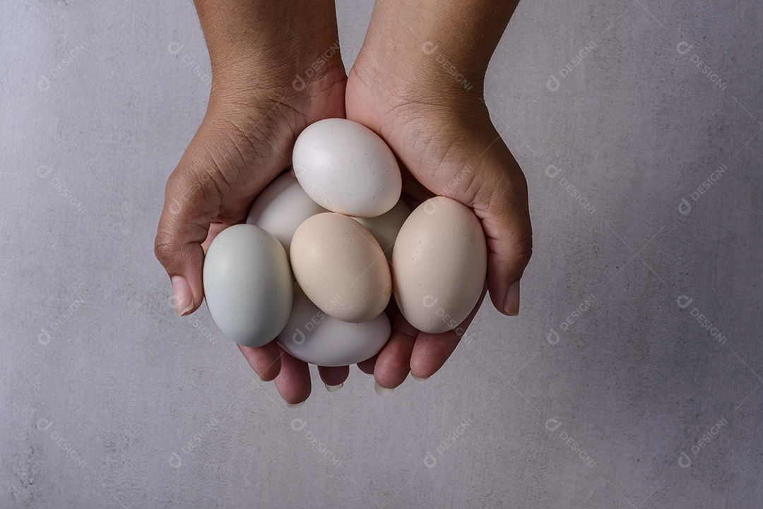 Ovos de galinha caipira. Mãos segurando ovos de galinha orgânica