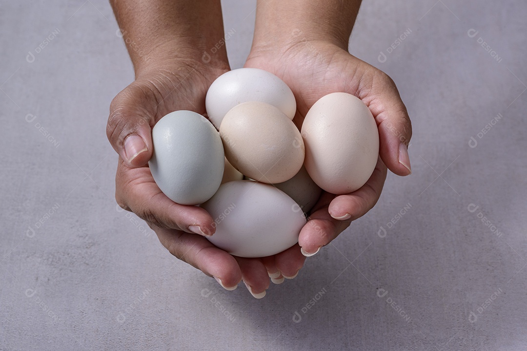 Ovos de galinha caipira. Mãos segurando ovos de galinha orgânica