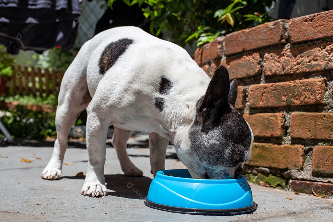 Cachorro domestico comendo sua ração em um pote azul