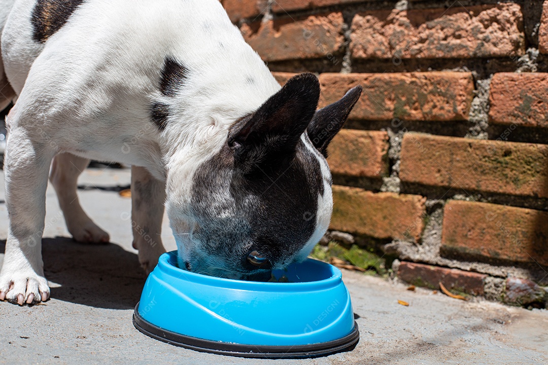 Cachorro domestico comendo sua ração em um pote azul