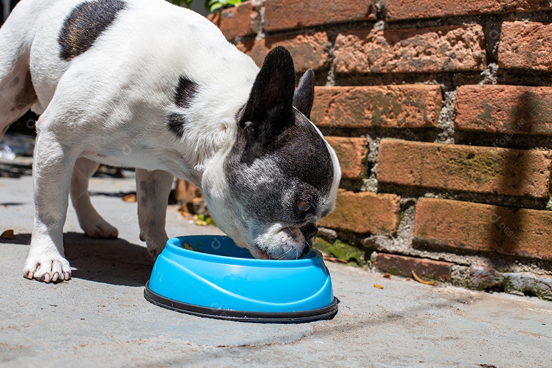 Cachorro domestico comendo sua ração em um pote azul