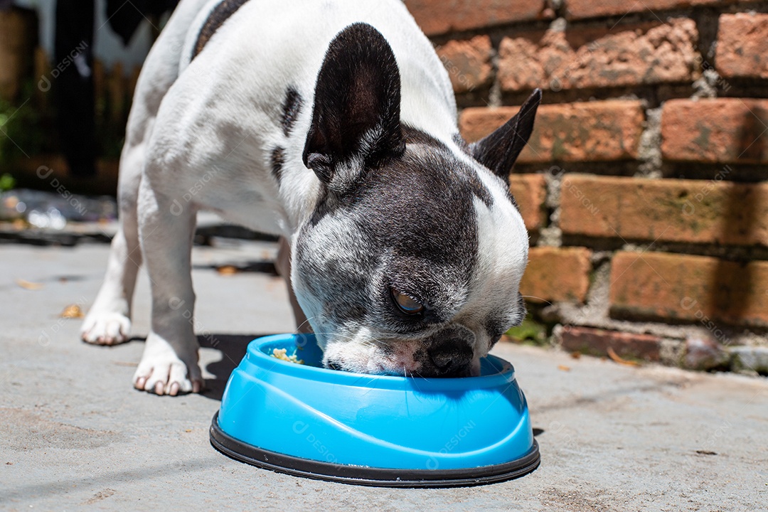 Cachorro domestico comendo sua ração em um pote azul