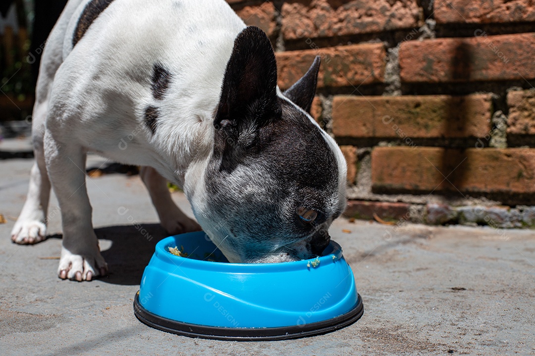 Cachorro domestico comendo sua ração em um pote azul