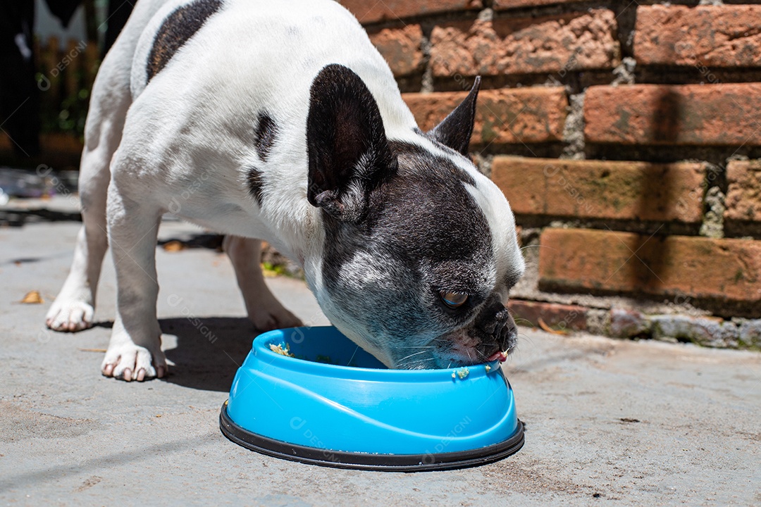 Cachorro domestico comendo sua ração em um pote azul