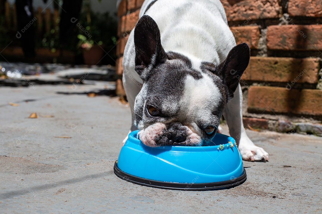 Cachorro domestico comendo sua ração em um pote azul