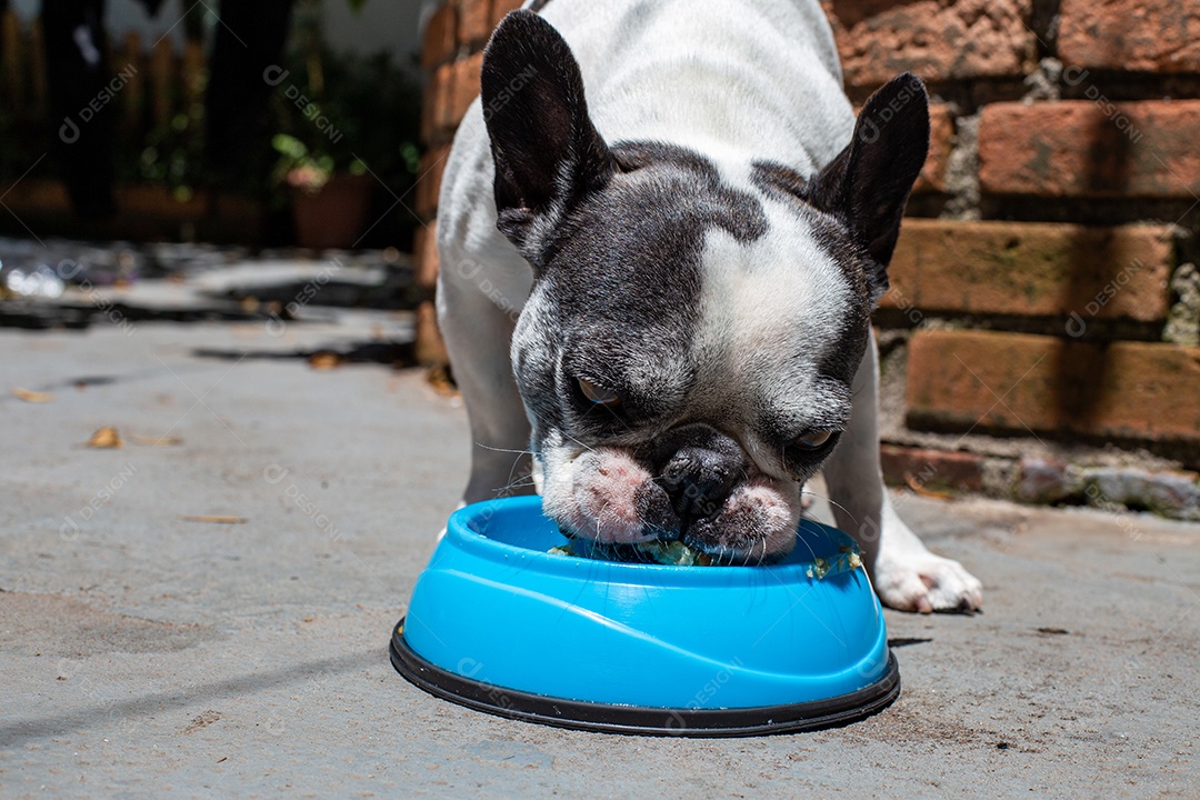 Cachorro domestico comendo sua ração em um pote azul