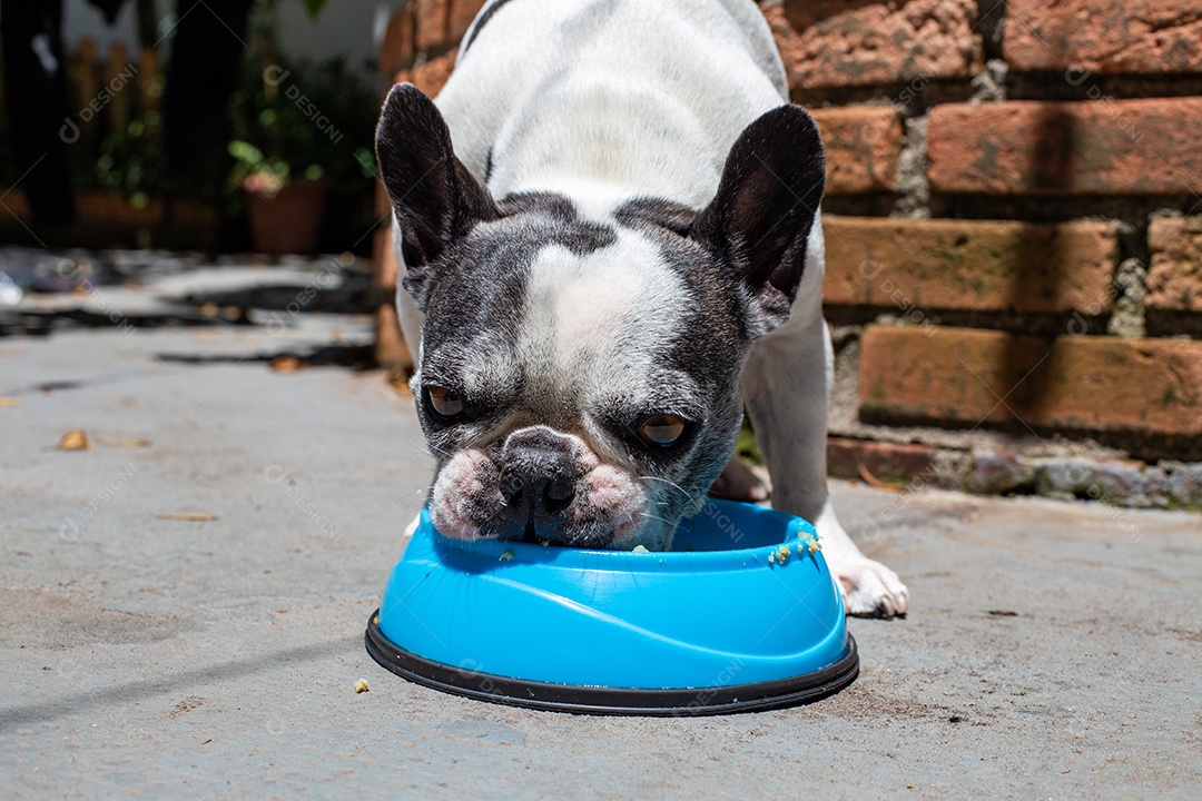 Cachorro domestico comendo sua ração em um pote azul
