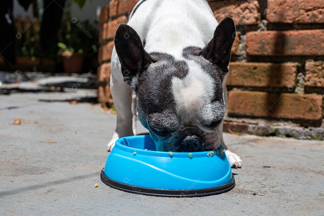 Cachorro domestico comendo sua ração em um pote azul