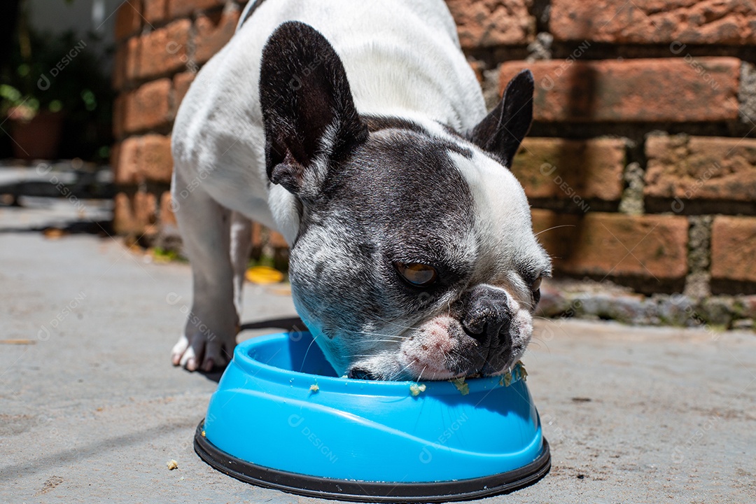 Cachorro domestico comendo sua ração em um pote azul