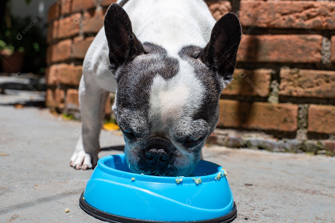 Cachorro domestico comendo sua ração em um pote azul