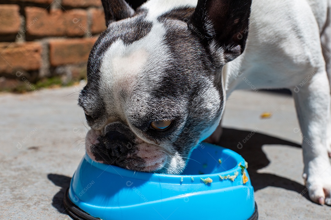 Cachorro domestico comendo sua ração em um pote azul