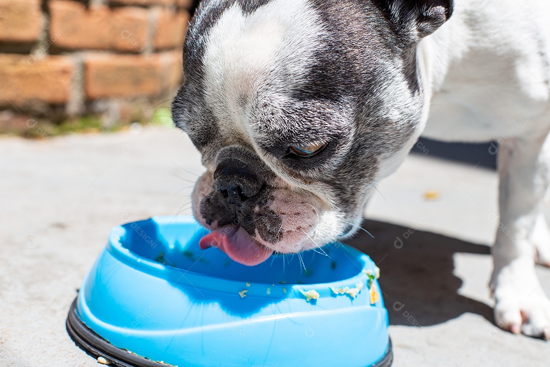 Cachorro domestico comendo sua ração em um pote azul