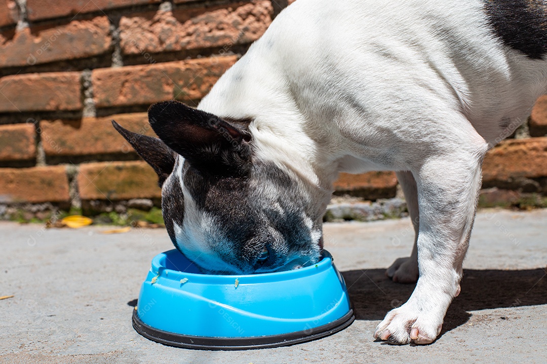 Cachorro domestico comendo sua ração em um pote azul