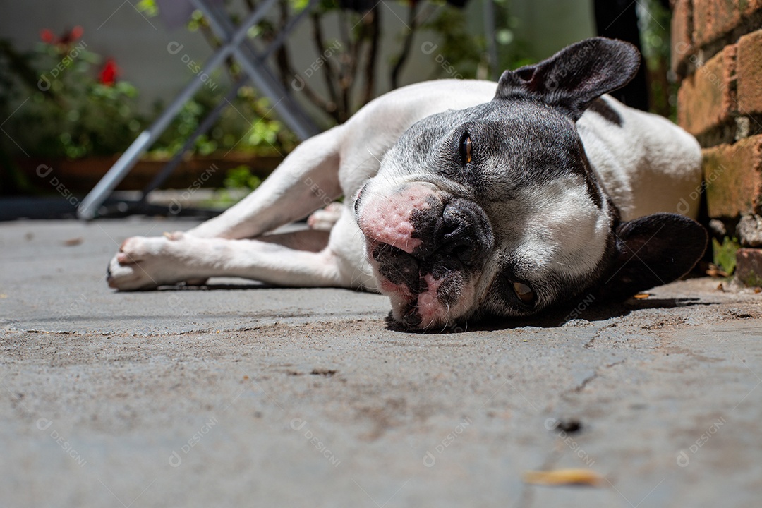 Bulldog francês deitado ao sol no quintal de uma casa.