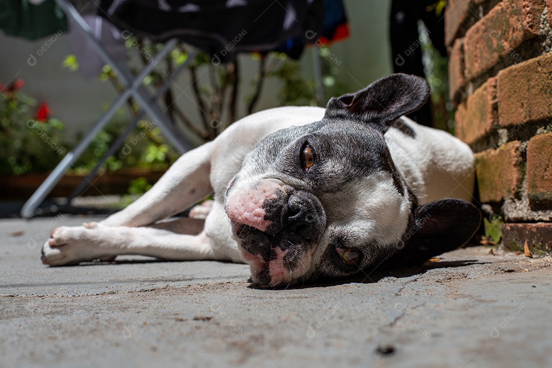 Bulldog francês deitado ao sol no quintal de uma casa.