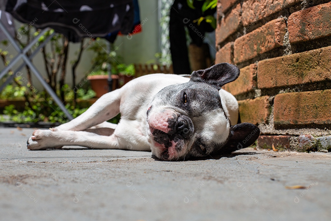 Bulldog francês deitado ao sol no quintal de uma casa.