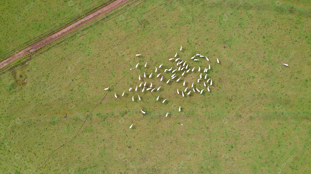 Vista aérea do rebanho nelore gado em pastagem verde no Brasil.