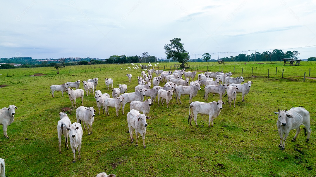 Vista aérea do rebanho nelore gado em pastagem verde no Brasil.