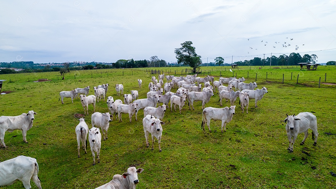 Vista aérea do rebanho nelore gado em pastagem verde no Brasil.