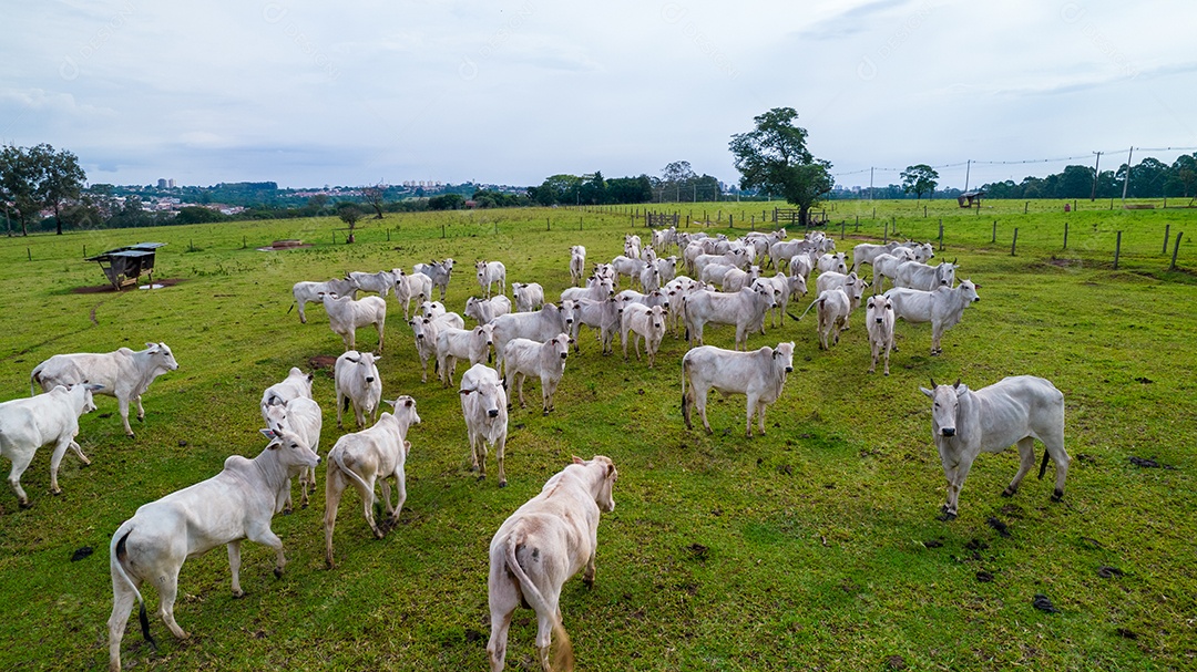 Vista aérea do rebanho nelore gado em pastagem verde no Brasil.