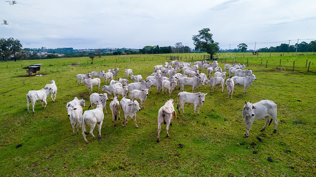 Vista aérea do rebanho nelore gado em pastagem verde no Brasil.
