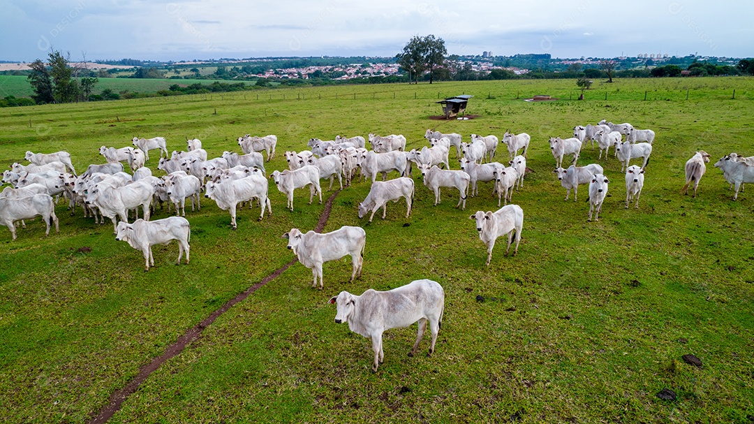 Vista aérea do rebanho nelore gado em pastagem verde no Brasil.