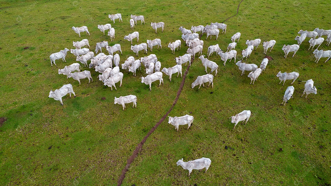 Vista aérea do rebanho nelore gado em pastagem verde no Brasil.