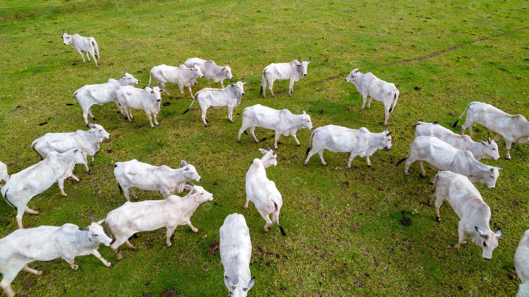 Vista aérea do rebanho nelore gado em pastagem verde no Brasil.