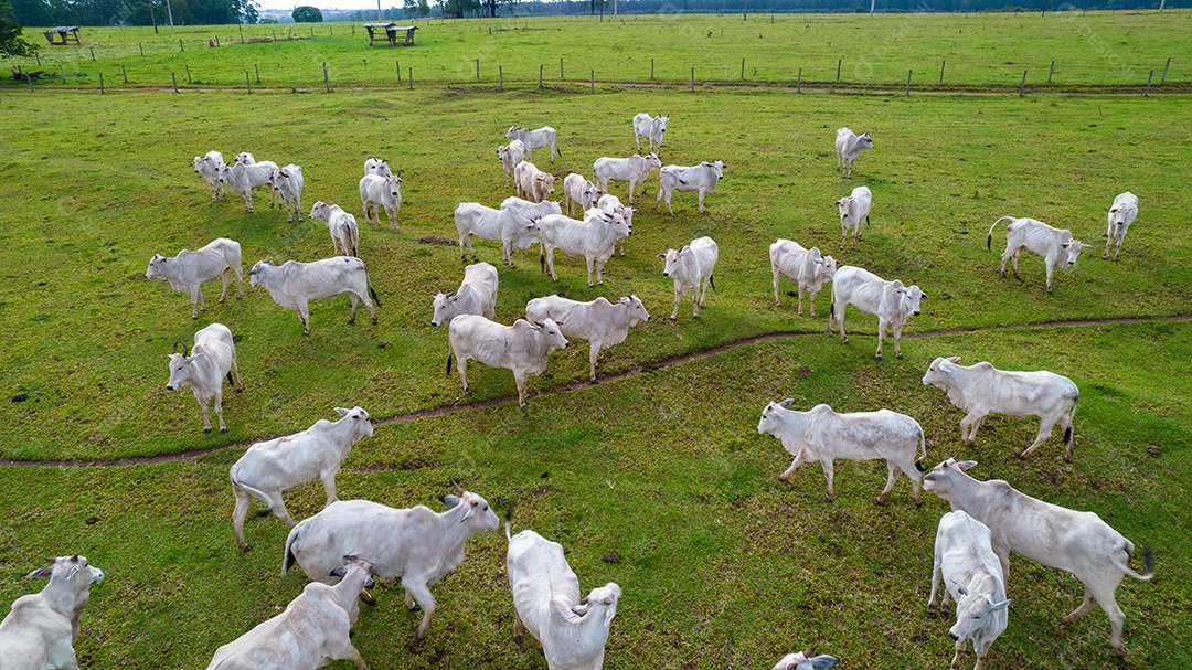Vista aérea do rebanho nelore gado em pastagem verde no Brasil.