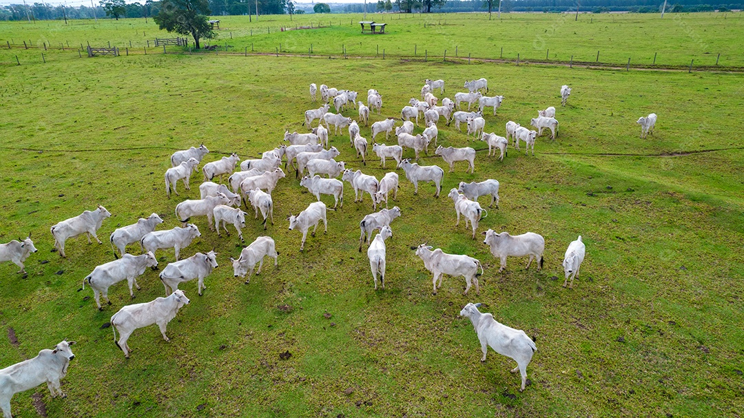 Vista aérea do rebanho nelore gado em pastagem verde no Brasil.