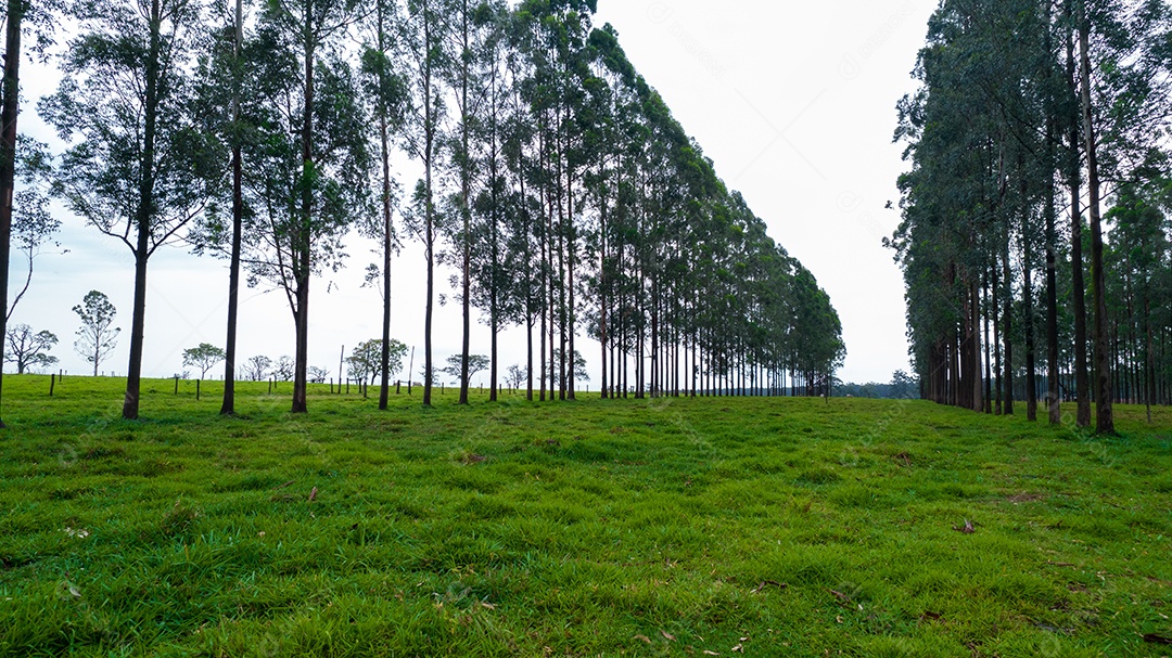 Vista aérea do rebanho nelore gado em pastagem verde no Brasil.