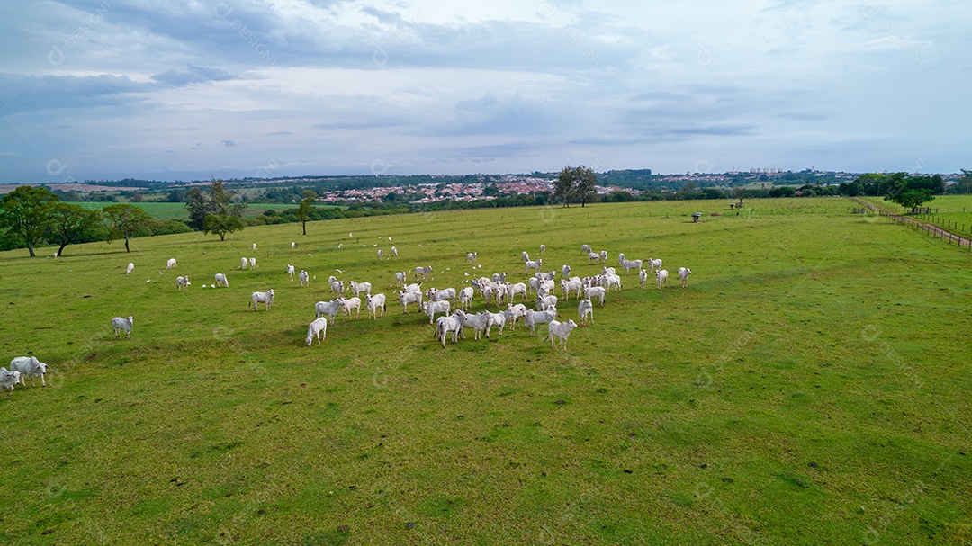 Vista aérea do rebanho nelore gado em pastagem verde no Brasil.