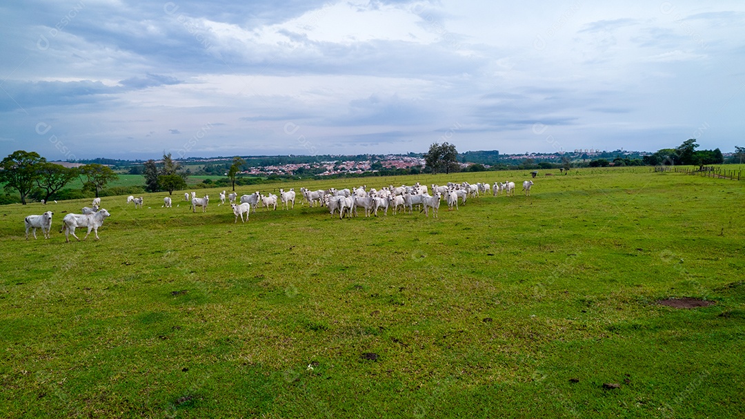 Vista aérea do rebanho nelore gado em pastagem verde no Brasil.