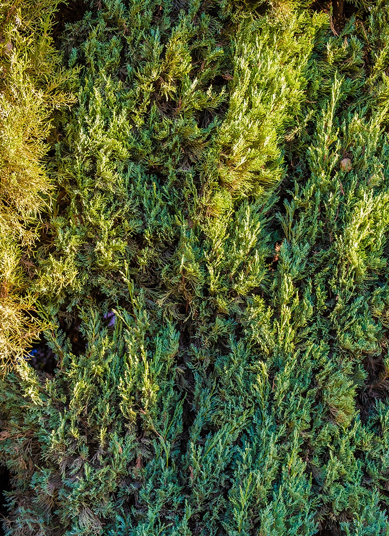 Vista de quadro completo do pinheiro de Natal verde