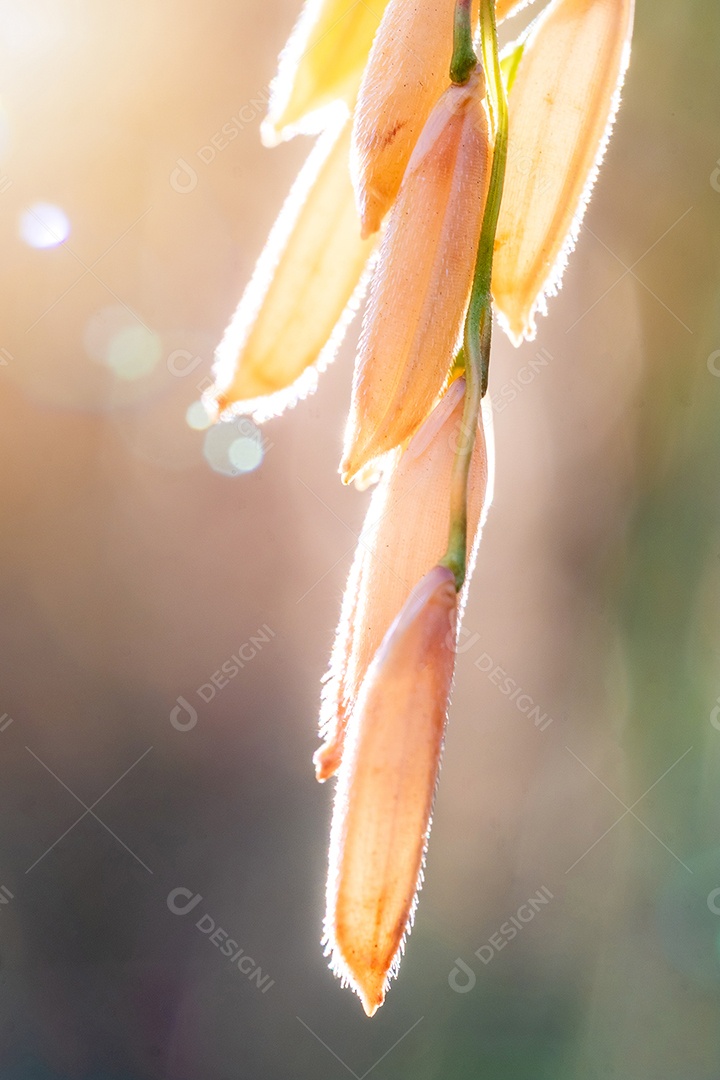 Acima da orelha dourada do arroz de sementes