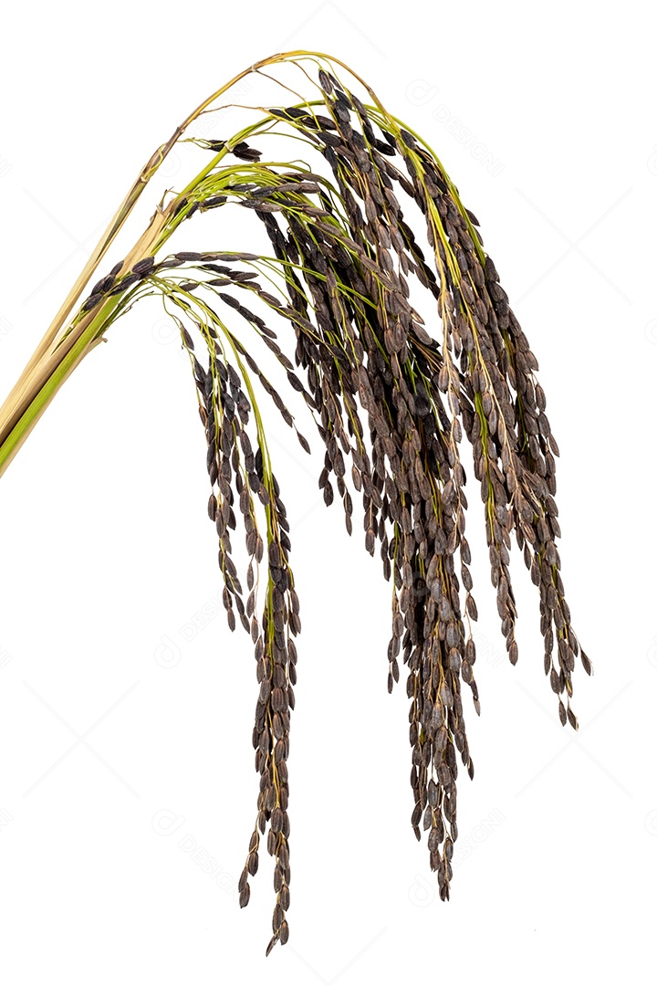 Orelha preta de arroz isolado no background branco