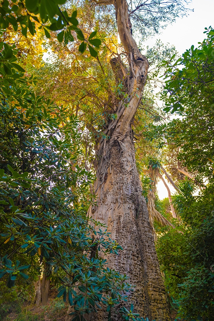 Bela vista das árvores do Jardim Botânico de Málaga.