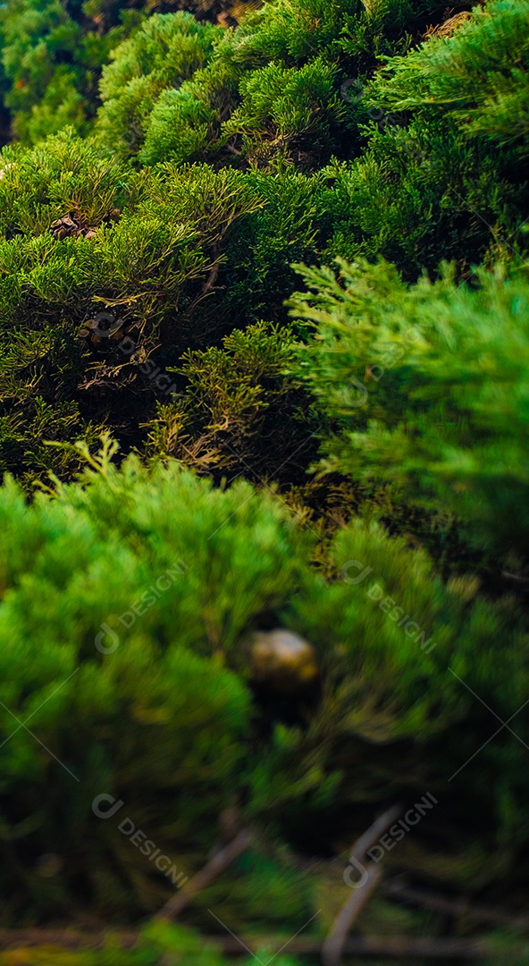 Quadro completo do pinheiro de Natal verde