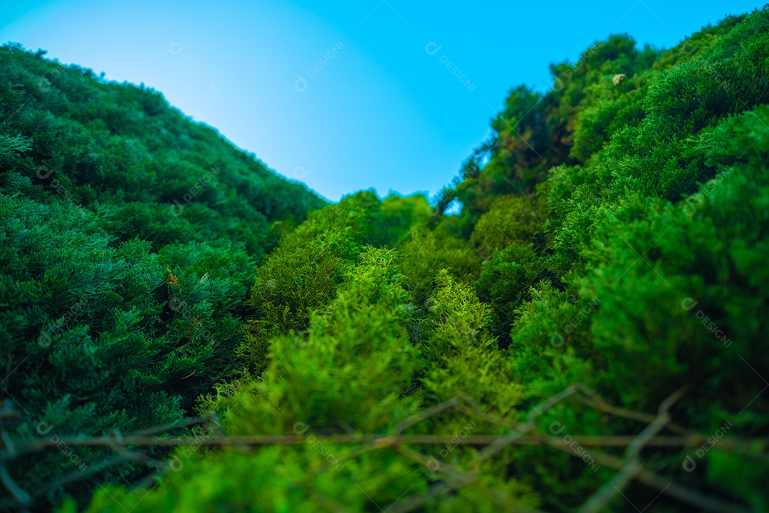 Quadro completo do pinheiro de Natal verde