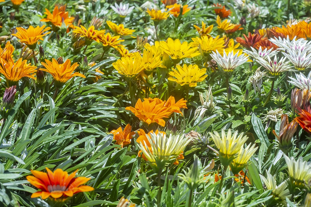 Flores, vários tipos de flores coloridas com cores