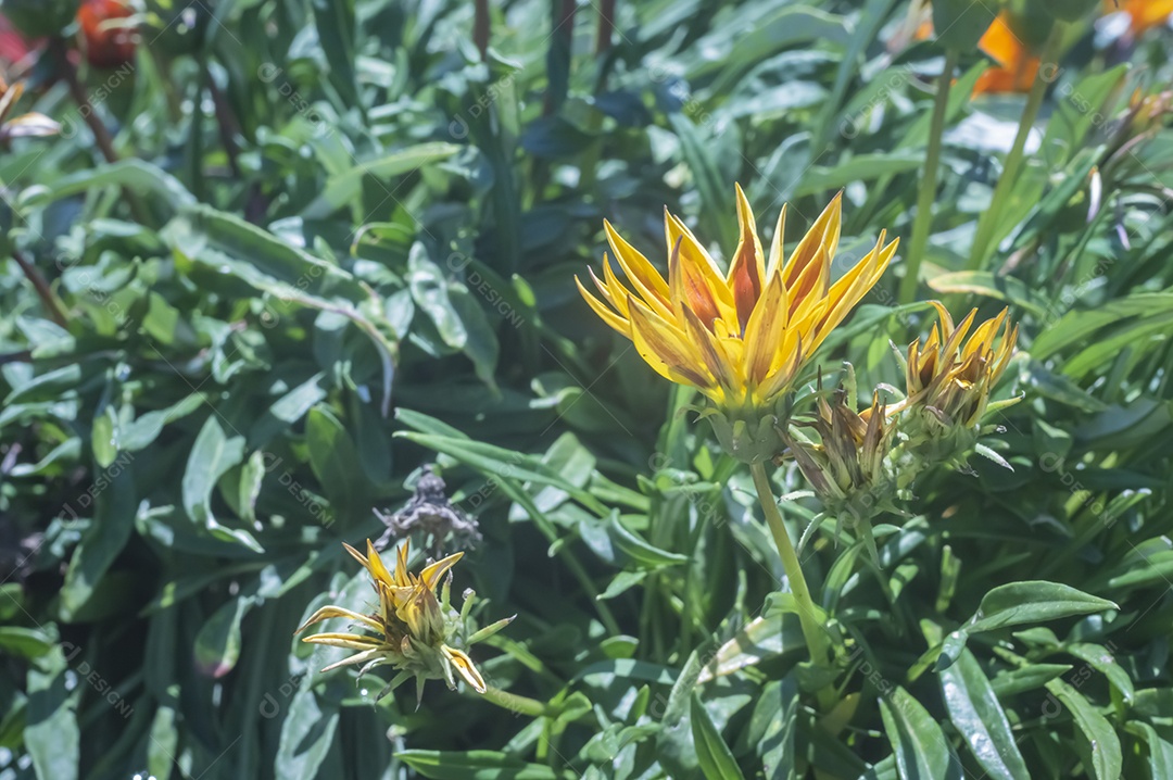 Flores, vários tipos de flores coloridas com cores