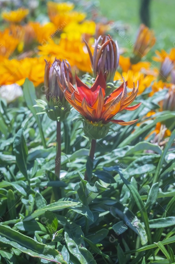 Flores, vários tipos de flores coloridas com cores