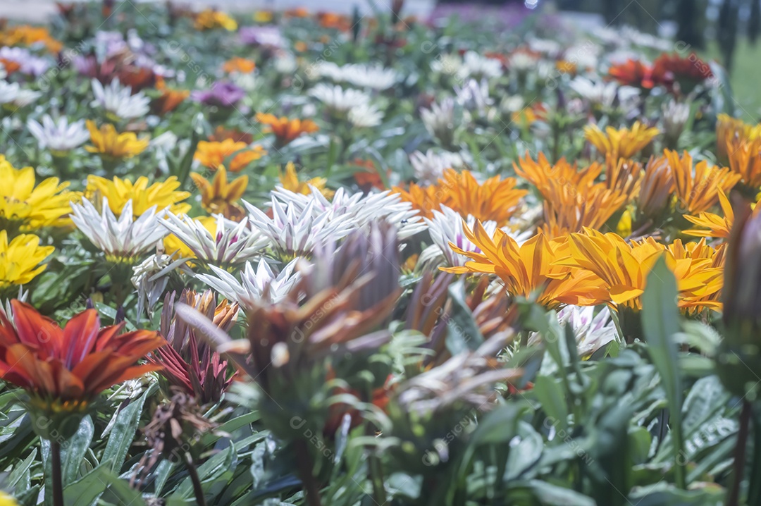 Flores, vários tipos de flores coloridas com cores