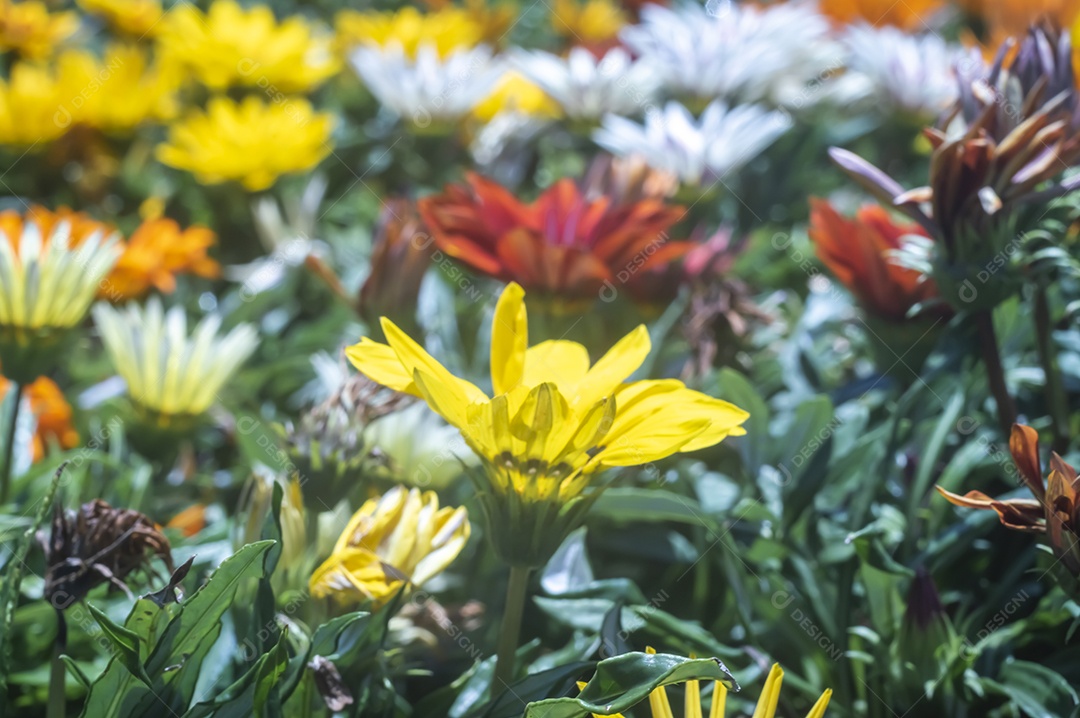 Flores, vários tipos de flores coloridas com cores