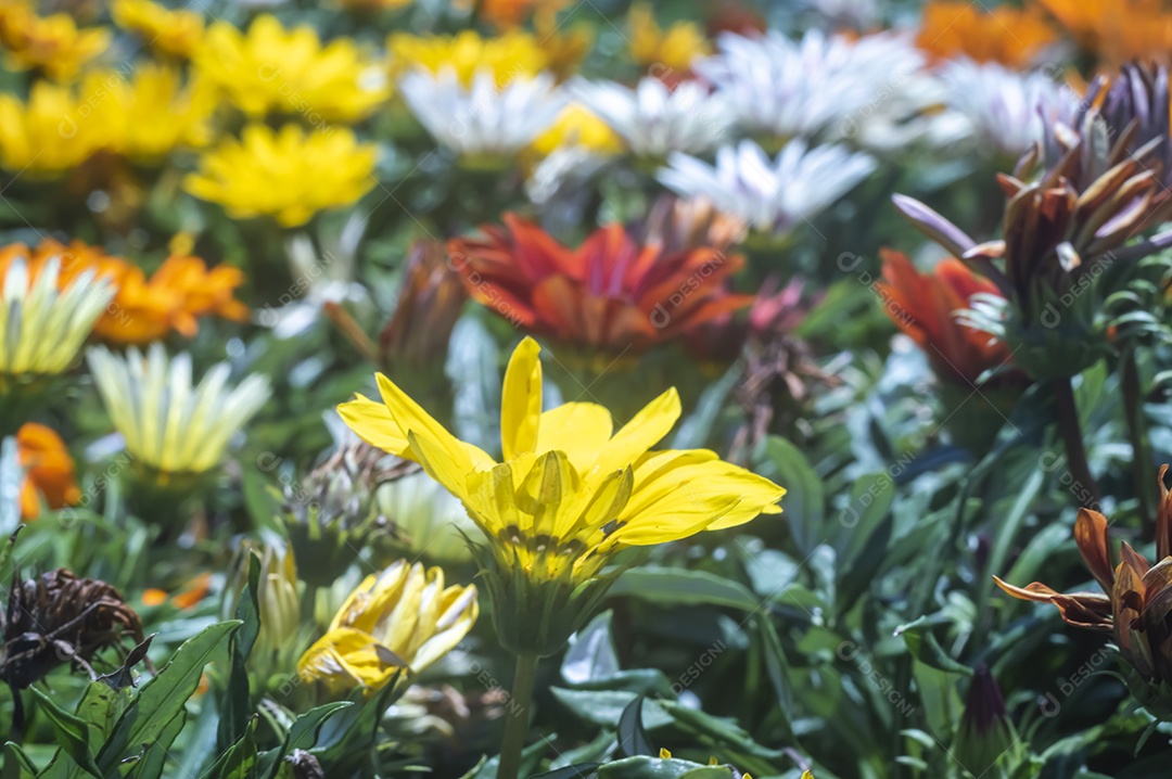 Flores, vários tipos de flores coloridas com cores