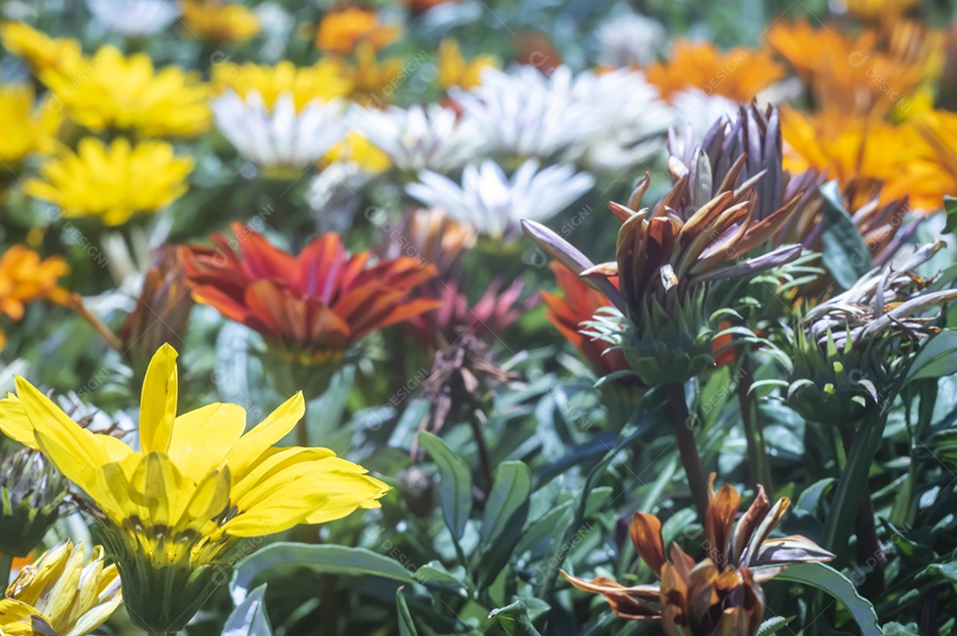 Flores, vários tipos de flores coloridas com cores