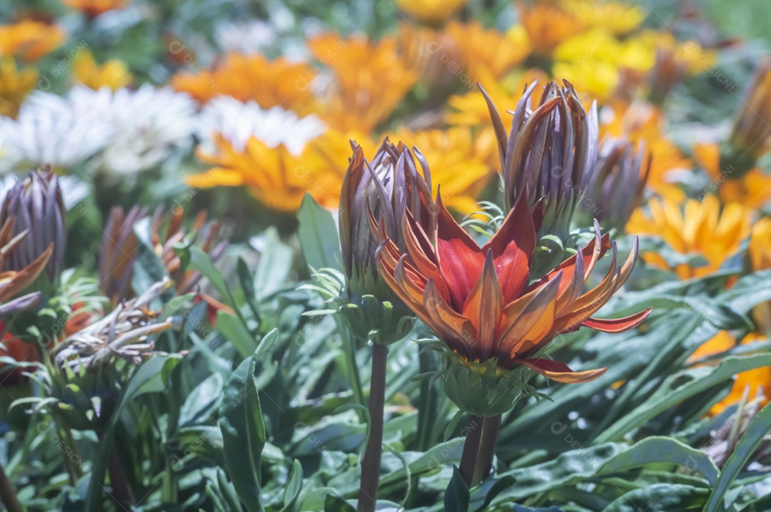 Flores, vários tipos de flores coloridas com cores