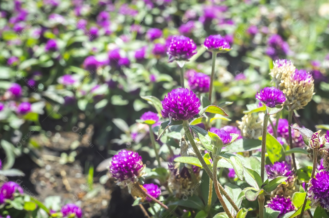 Flores, vários tipos de flores coloridas com cores